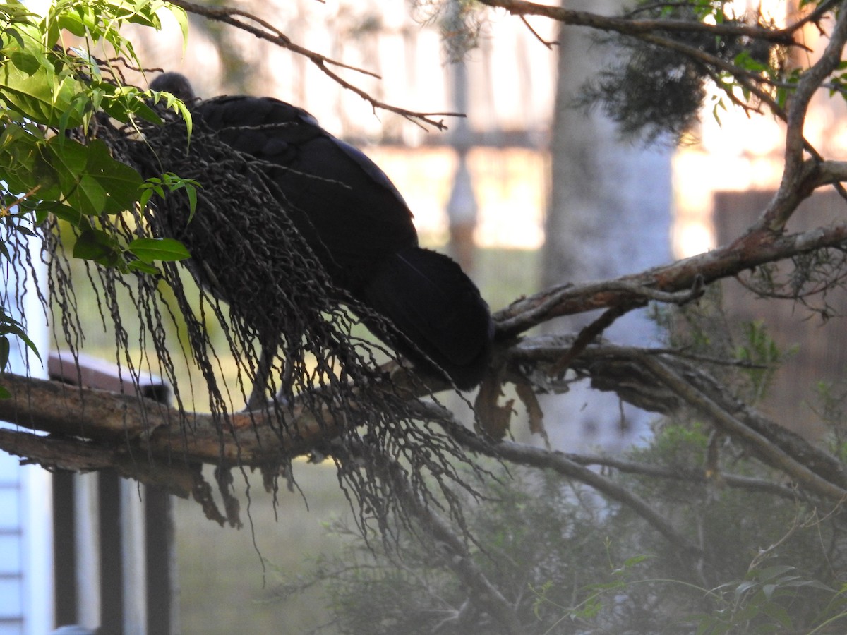 Australian Brushturkey - ML638119073