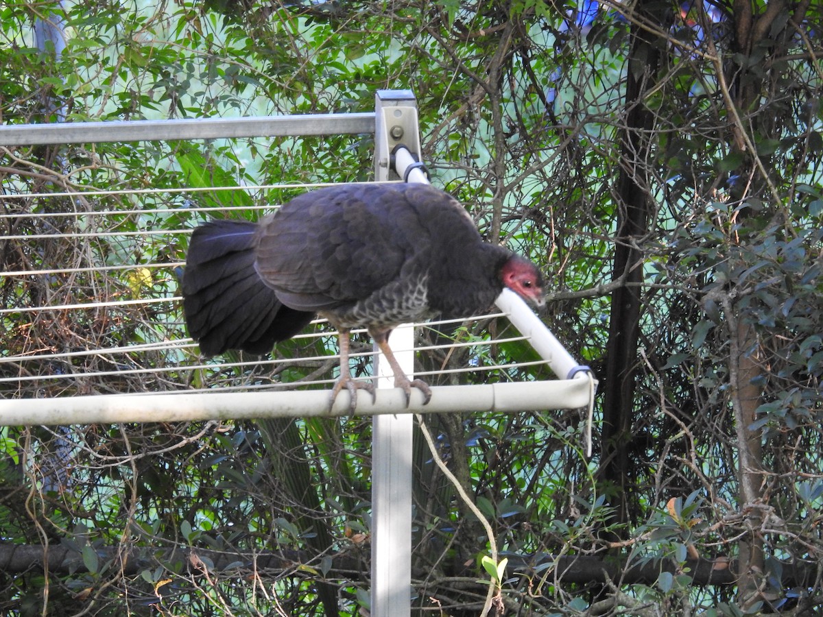 Australian Brushturkey - ML638119075