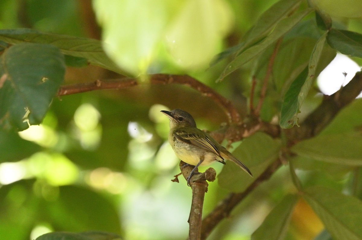 Yellow-margined Flatbill - ML638119136
