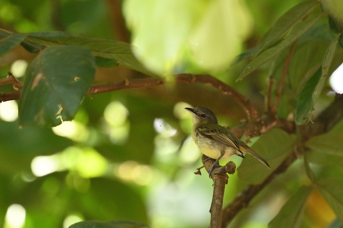 Yellow-margined Flatbill - ML638119137