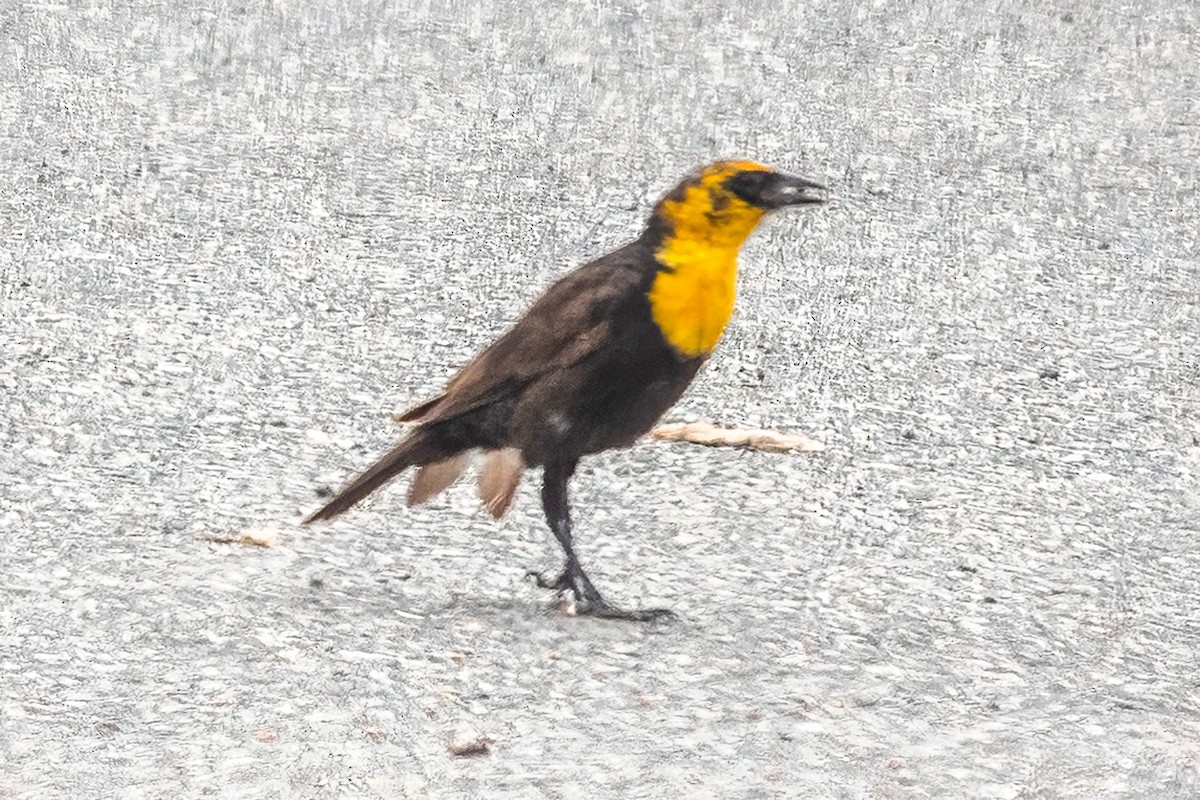 Yellow-headed Blackbird - ML638119143