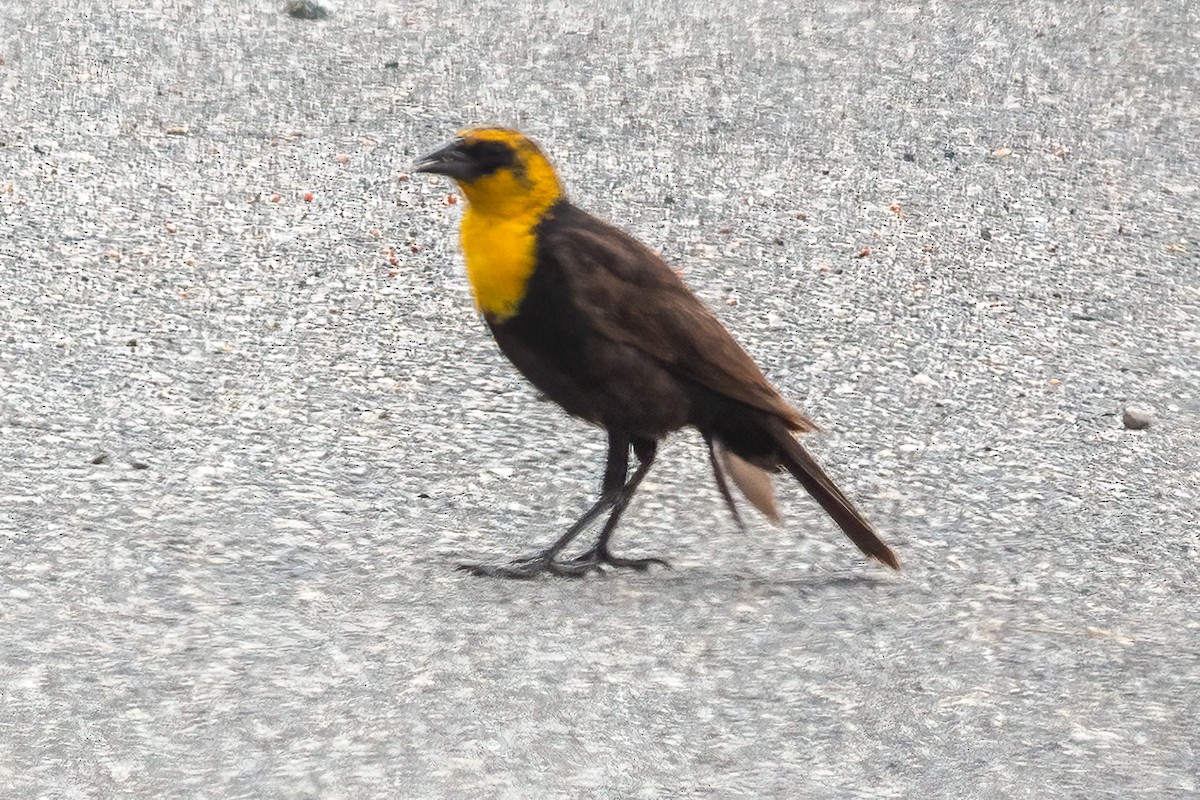 Yellow-headed Blackbird - ML638119144