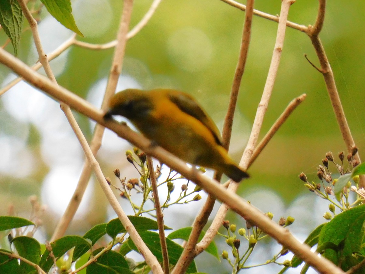 Yellow-throated Euphonia - ML638119178