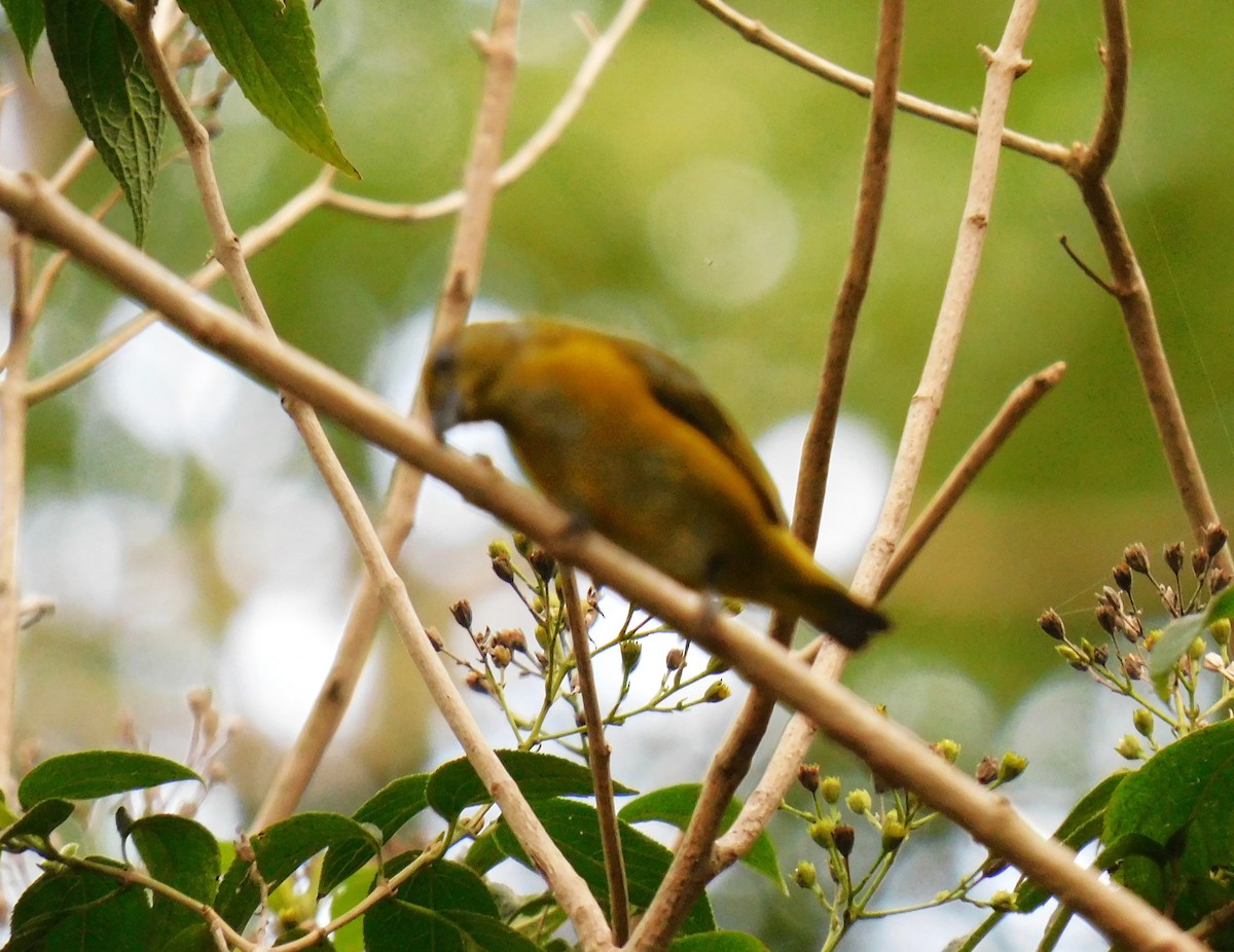 Yellow-throated Euphonia - ML638119179