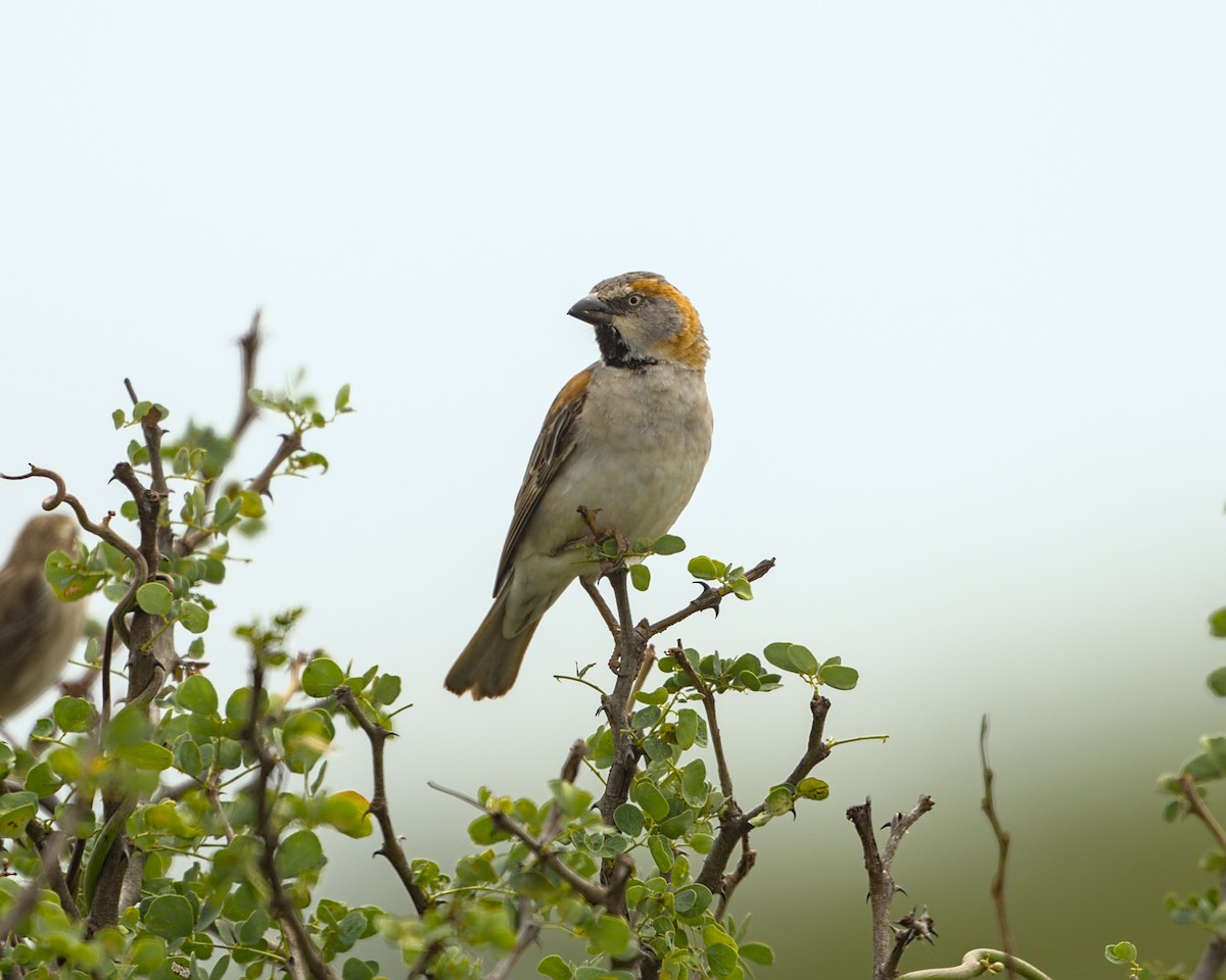 Kenya Rufous Sparrow - ML638119204