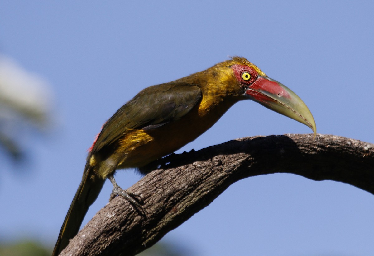 Saffron Toucanet - ML638119213