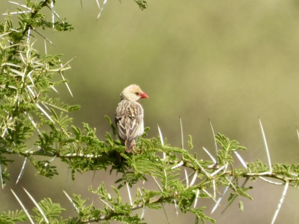 Red-billed Quelea - ML638119230
