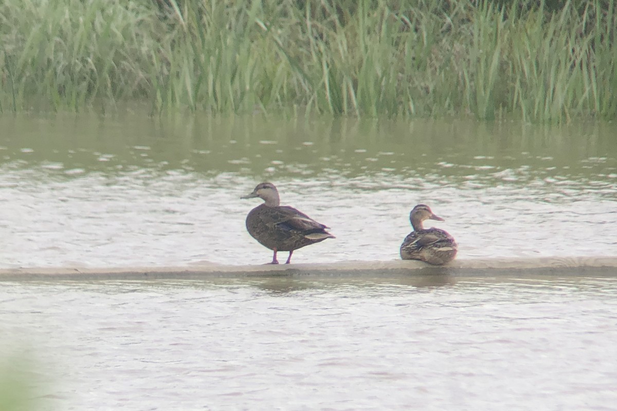 Mallard x American Black Duck (hybrid) - ML638119233