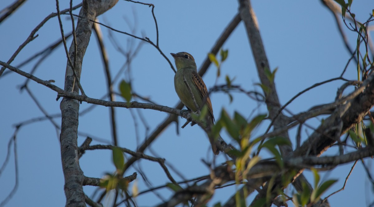 White-winged Becard - ML638119236