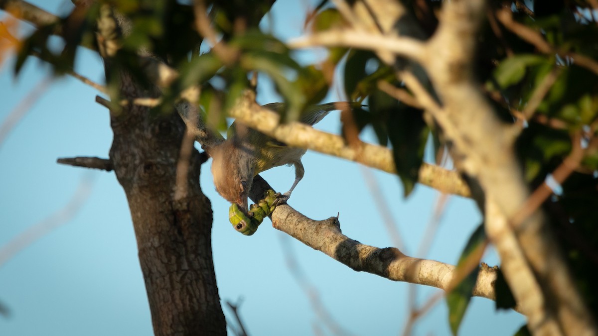 Rufous-browed Peppershrike - ML638119251