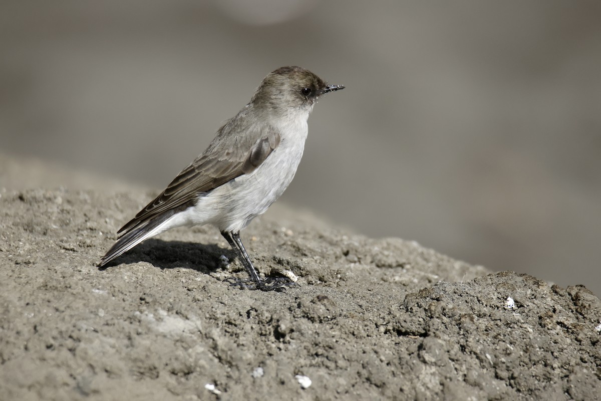 Dark-faced Ground-Tyrant - ML638119269