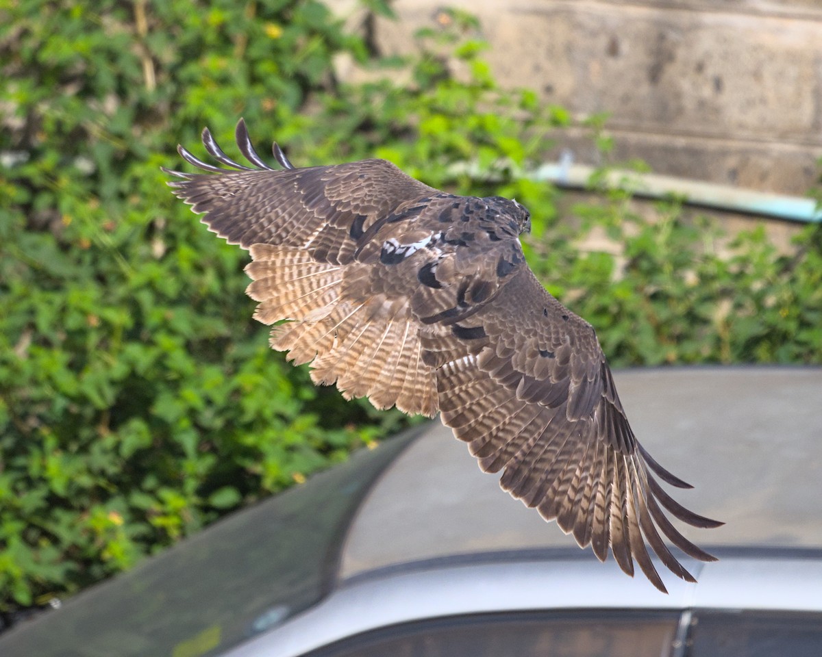 Augur Buzzard - ML638119275