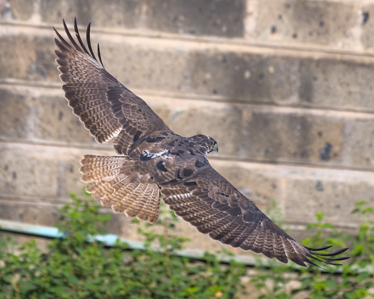 Augur Buzzard - ML638119276