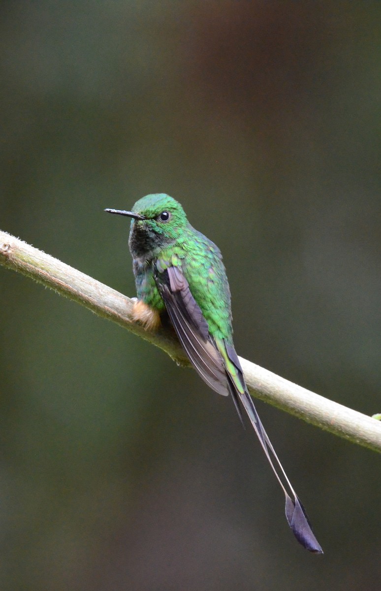 Peruvian Racket-tail - ML638119297