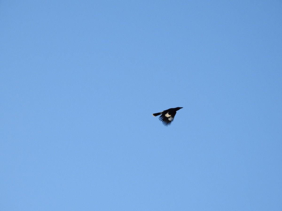 Pied Currawong - ML638119302