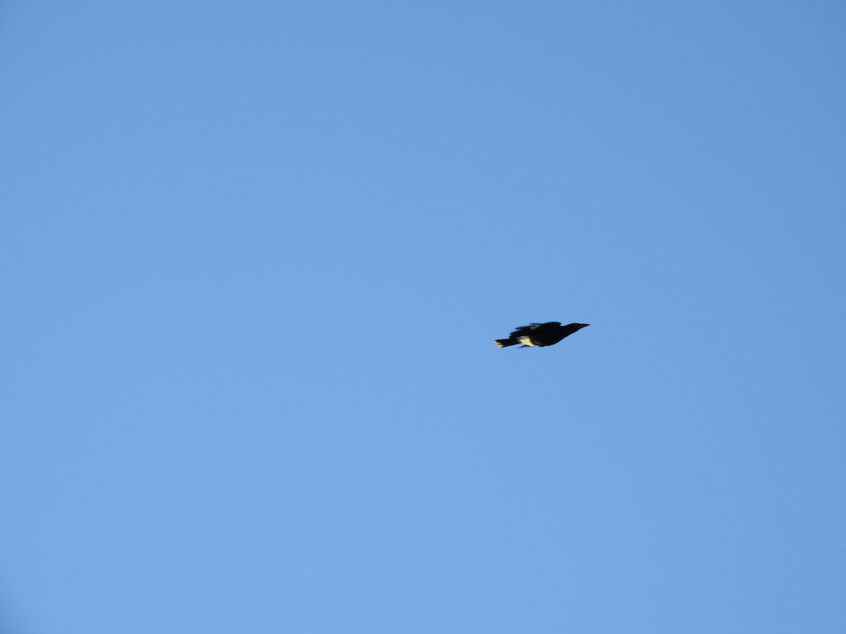 Pied Currawong - ML638119303