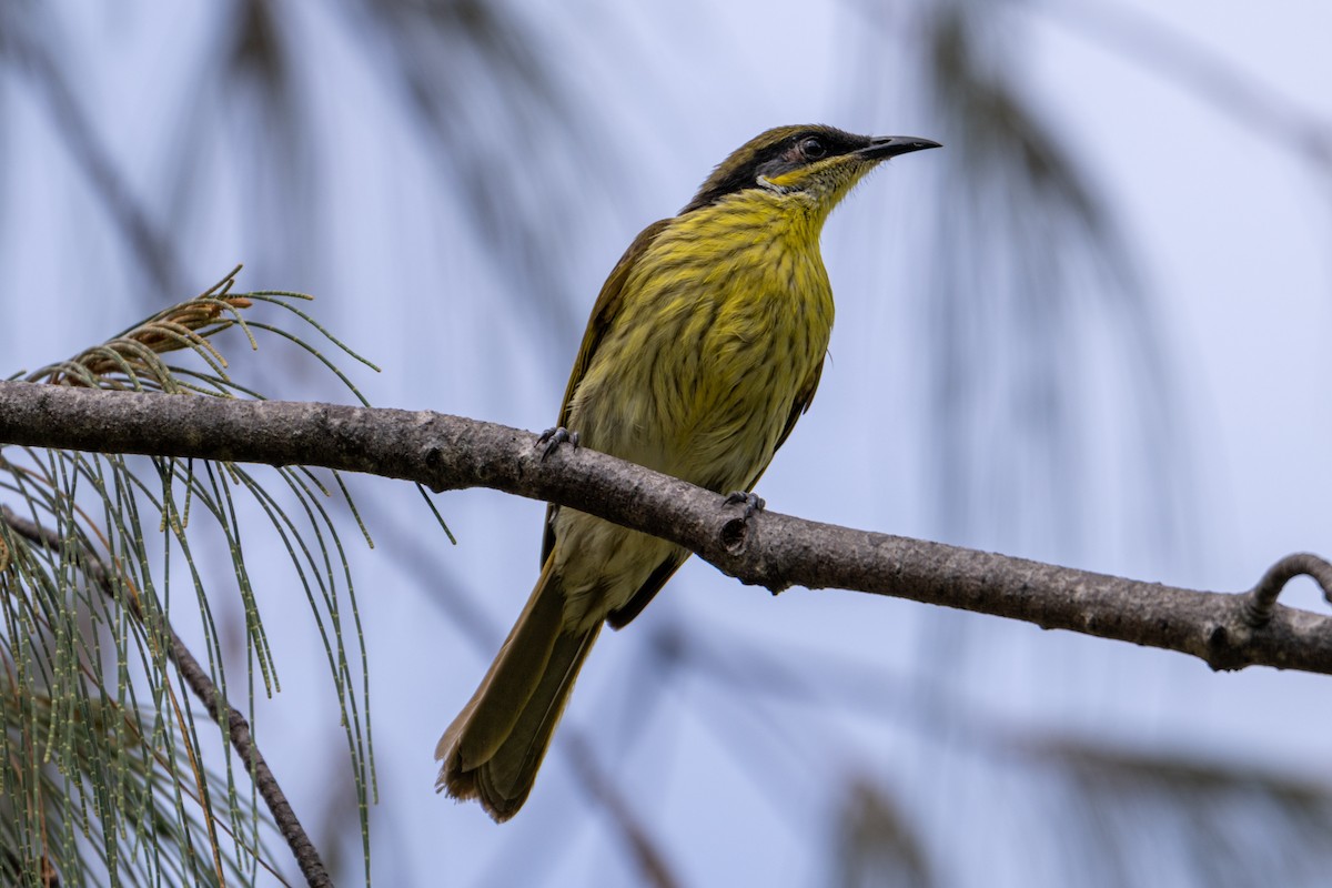 Varied Honeyeater - ML638119315