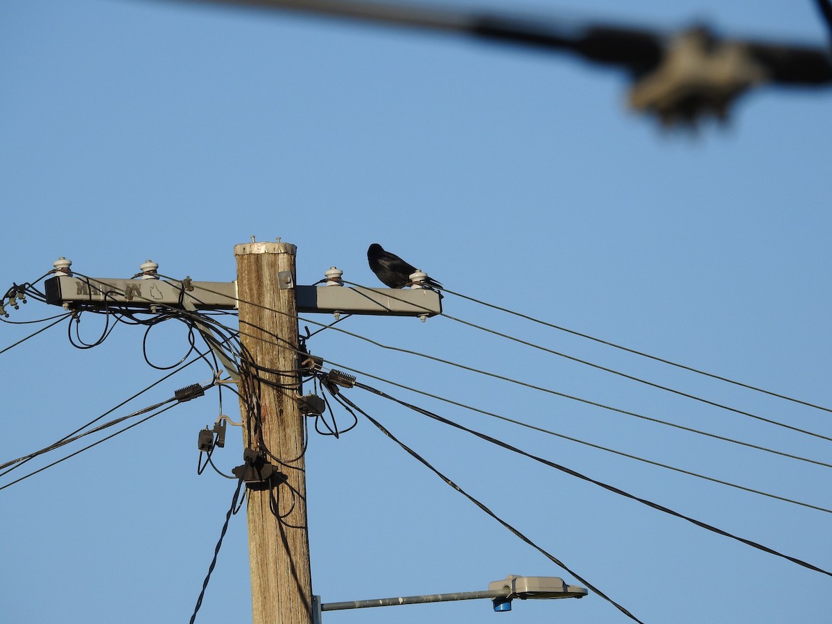 Torresian Crow - ML638119320