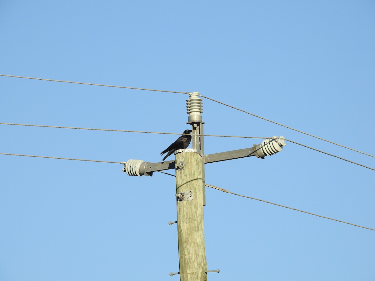 Torresian Crow - ML638119322