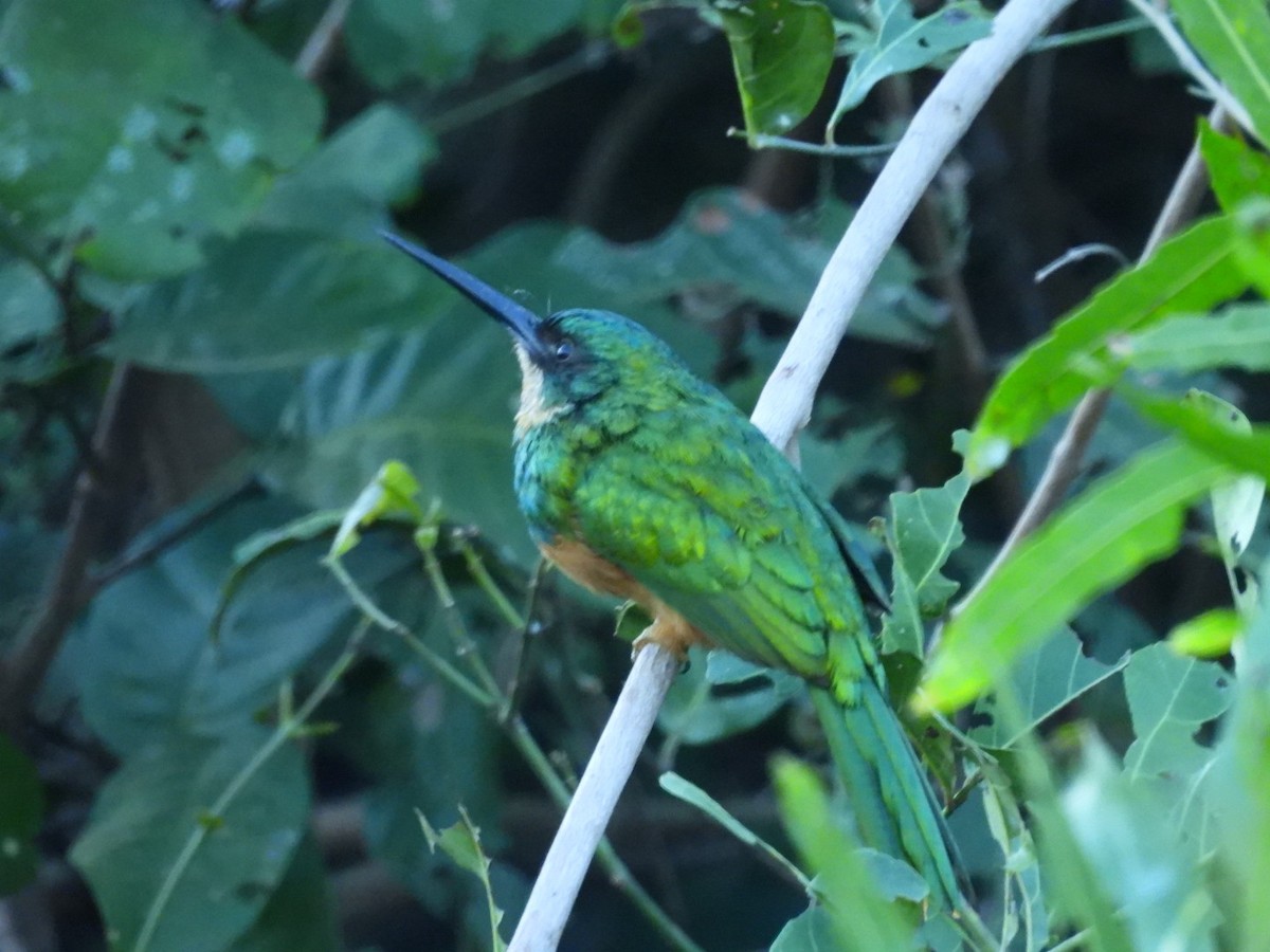 Rufous-tailed Jacamar - ML638119444