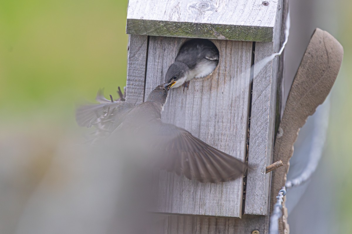 Tree Swallow - ML638119474