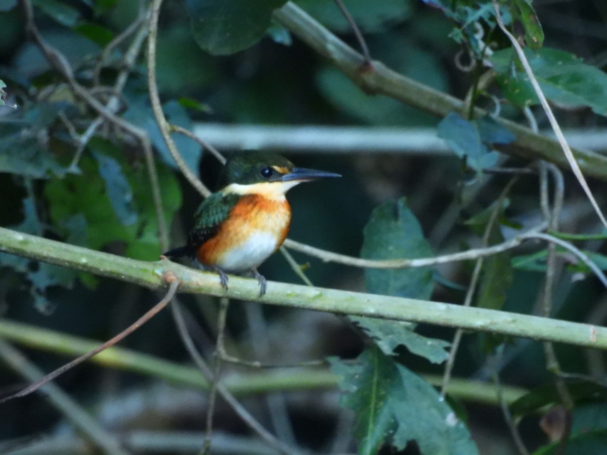 American Pygmy Kingfisher - ML638119518