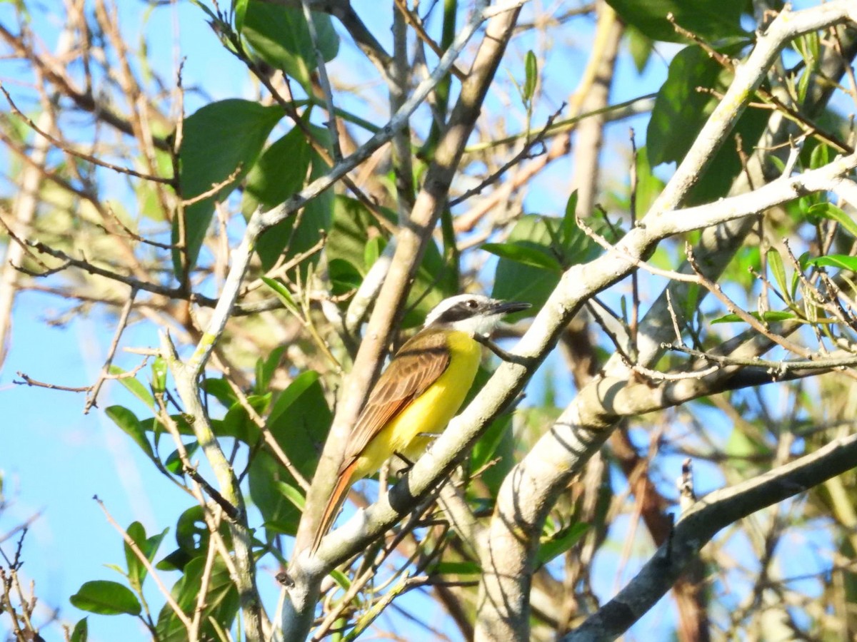 Lesser Kiskadee - ML638119546