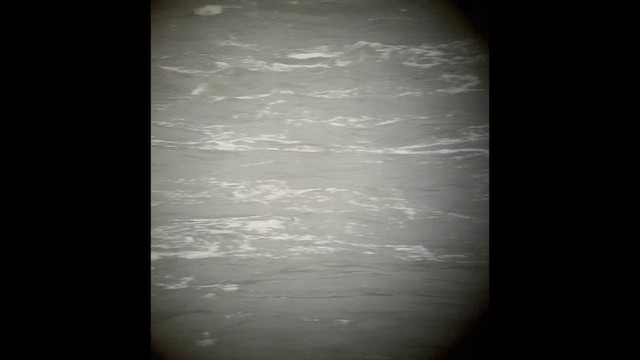 Least Tern - ML638119562