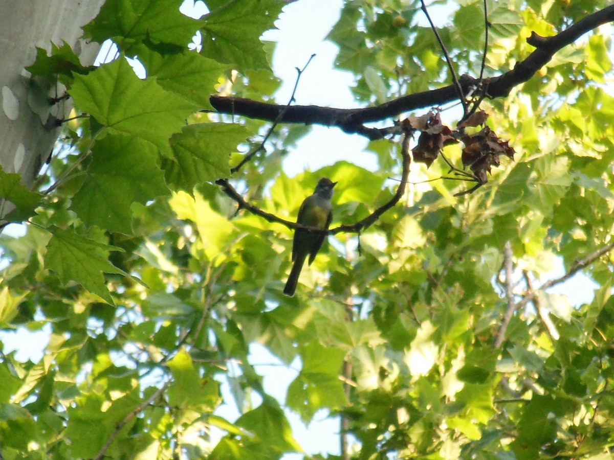 Great Crested Flycatcher - ML638119601