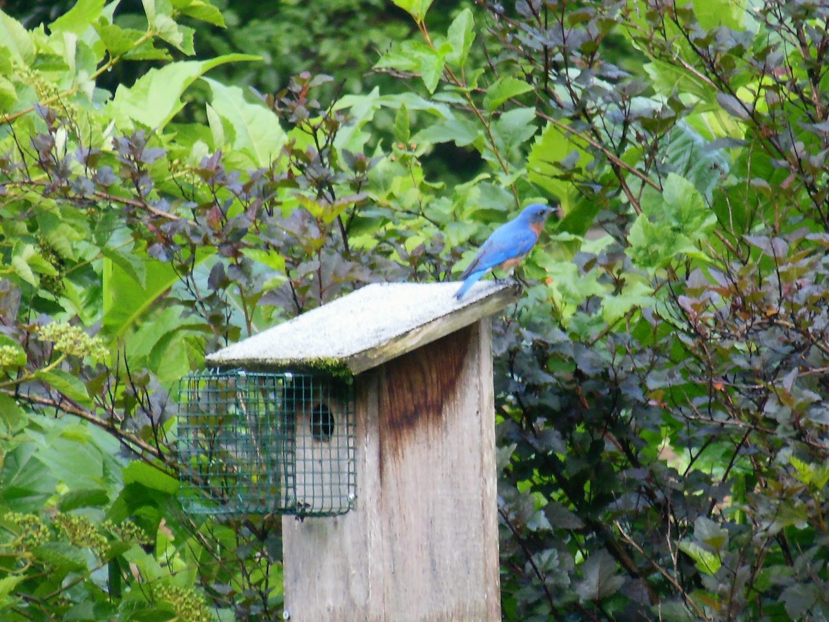 Eastern Bluebird - ML638119619