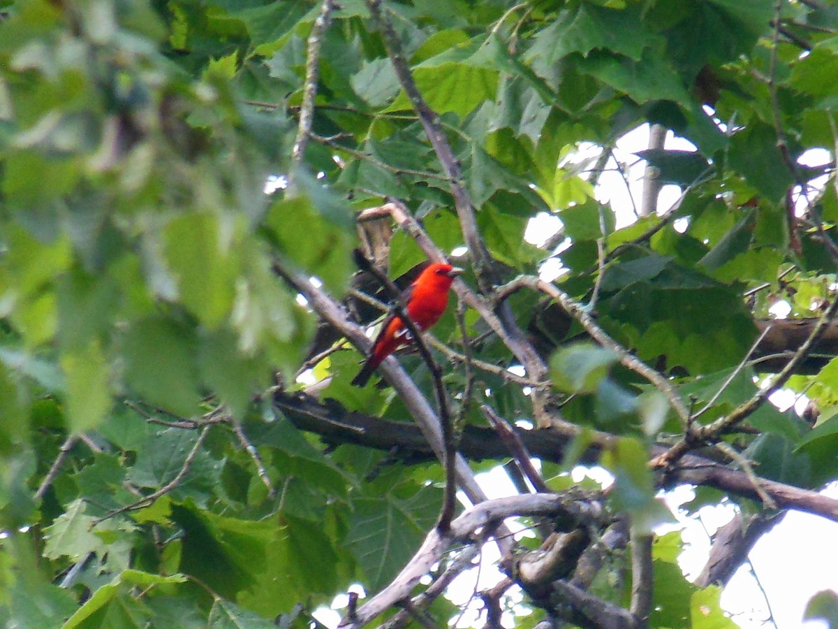 Scarlet Tanager - ML638119625