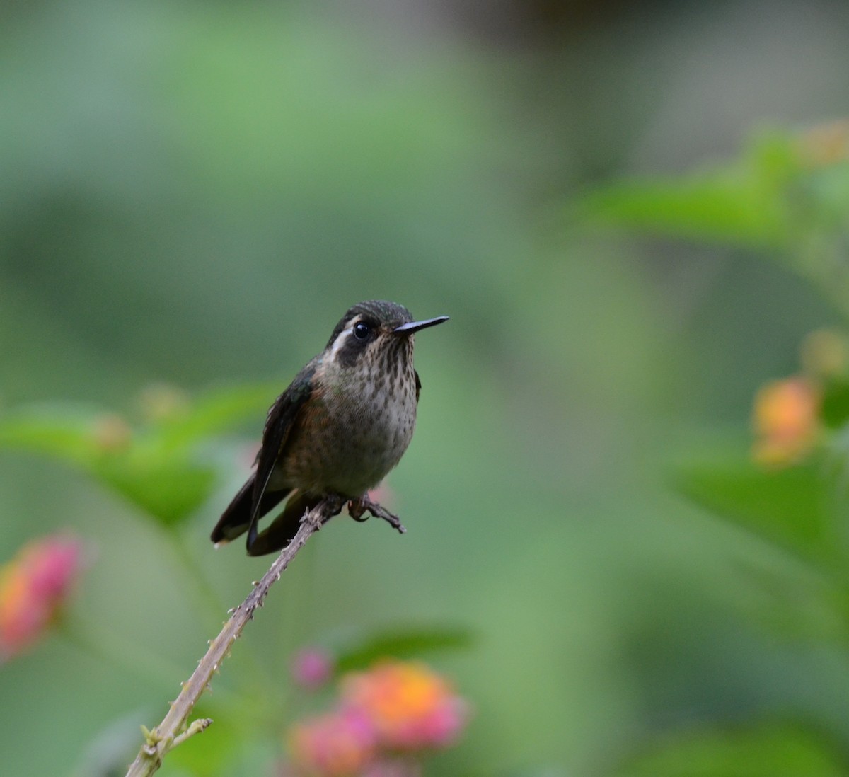 Speckled Hummingbird - ML638119627