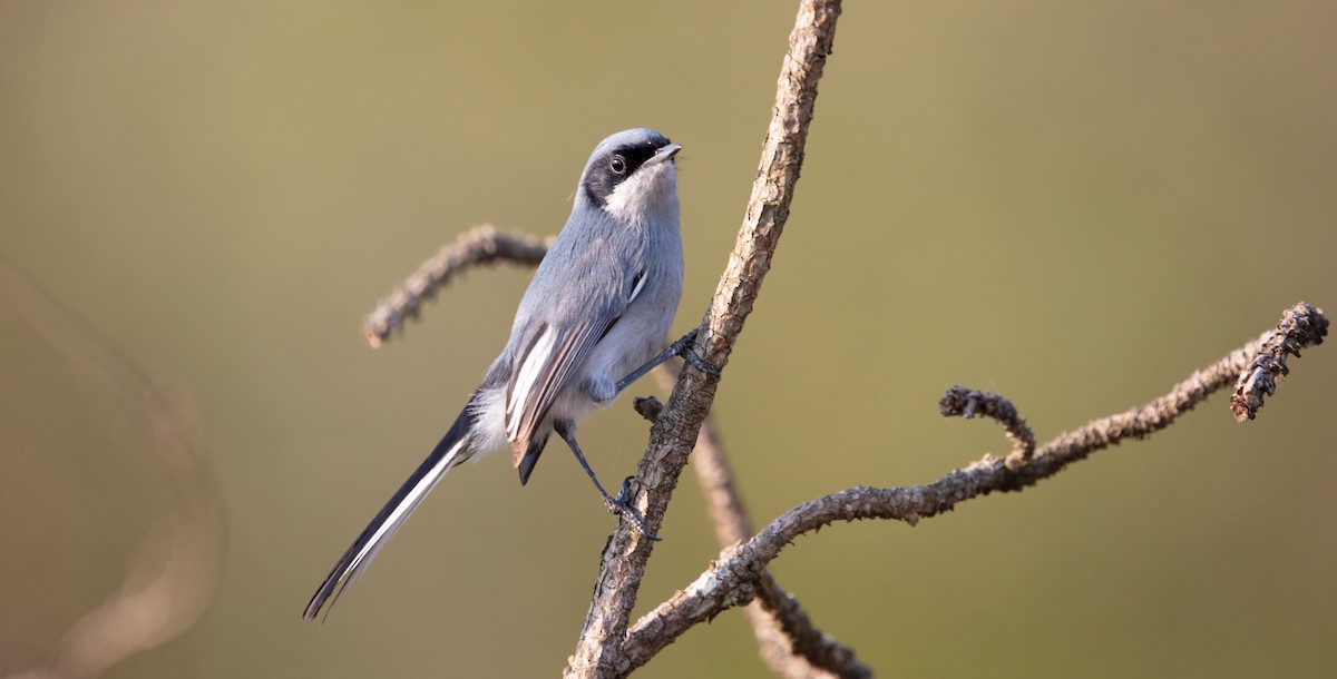 Masked Gnatcatcher - ML638119650