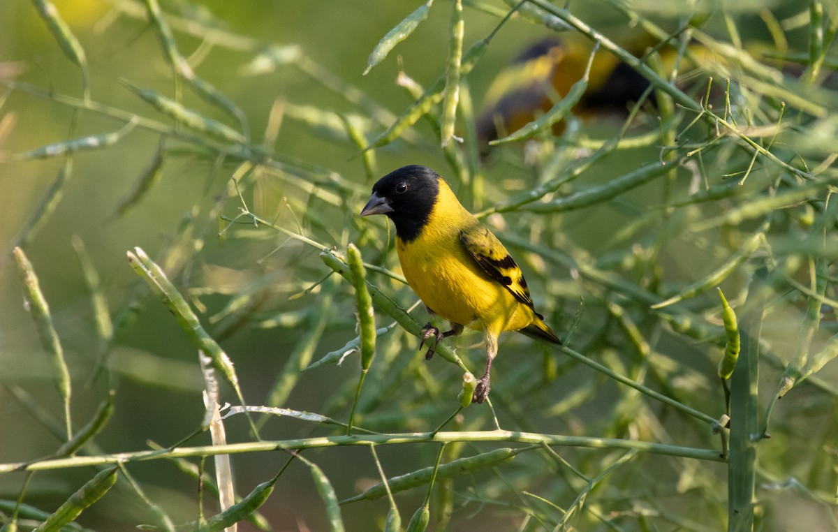 Hooded Siskin - ML638119654
