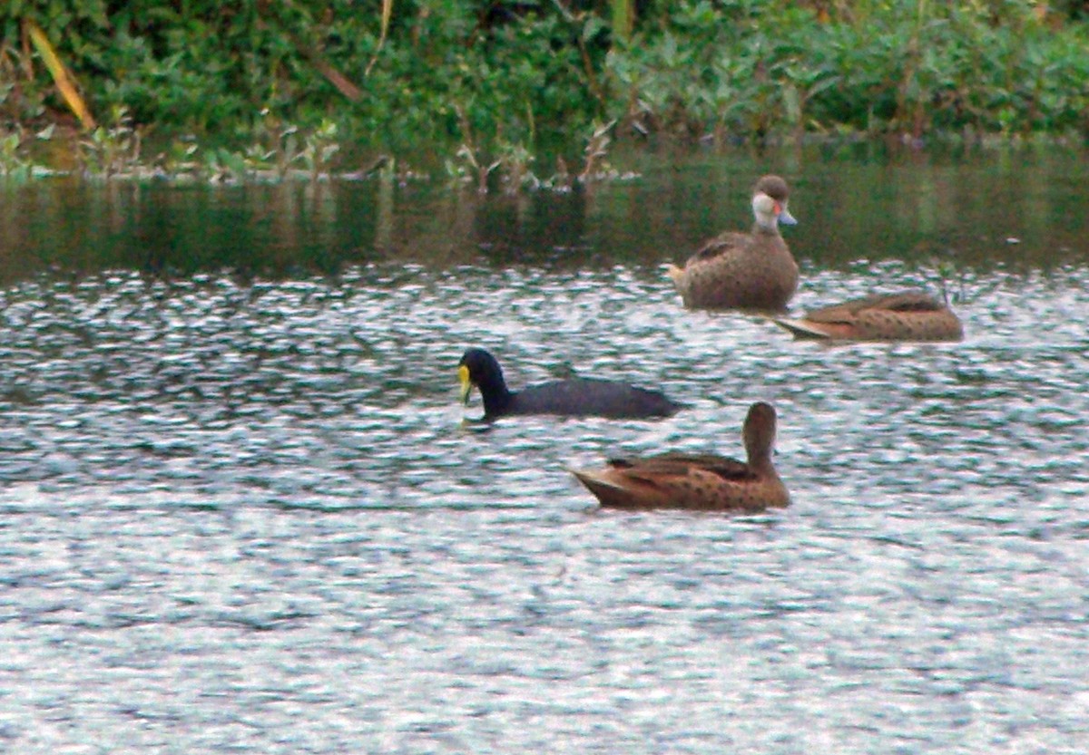 White-winged Coot - ML638119659