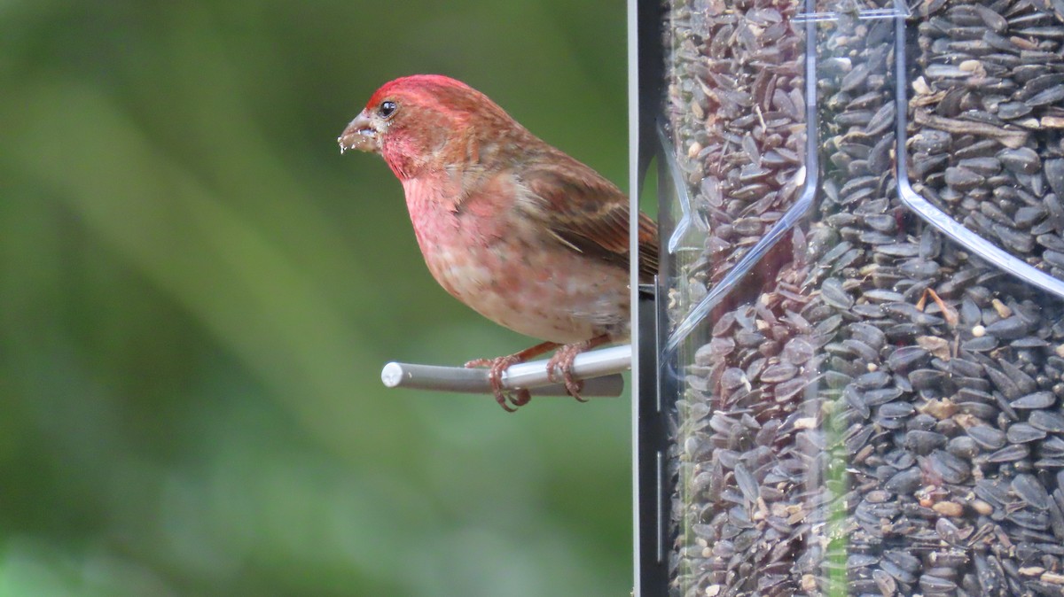 Purple Finch (Western) - ML638119667