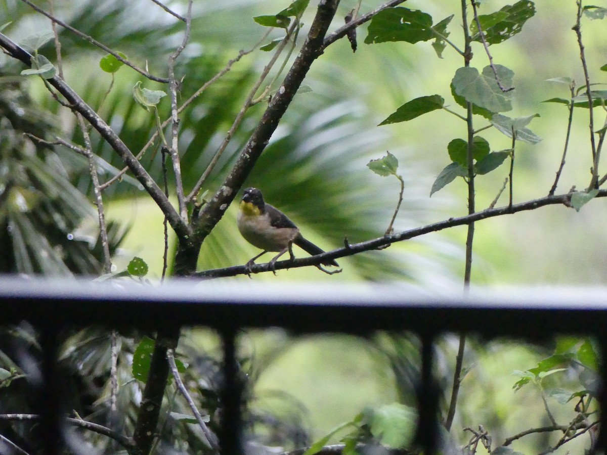 White-naped Brushfinch - ML638119680