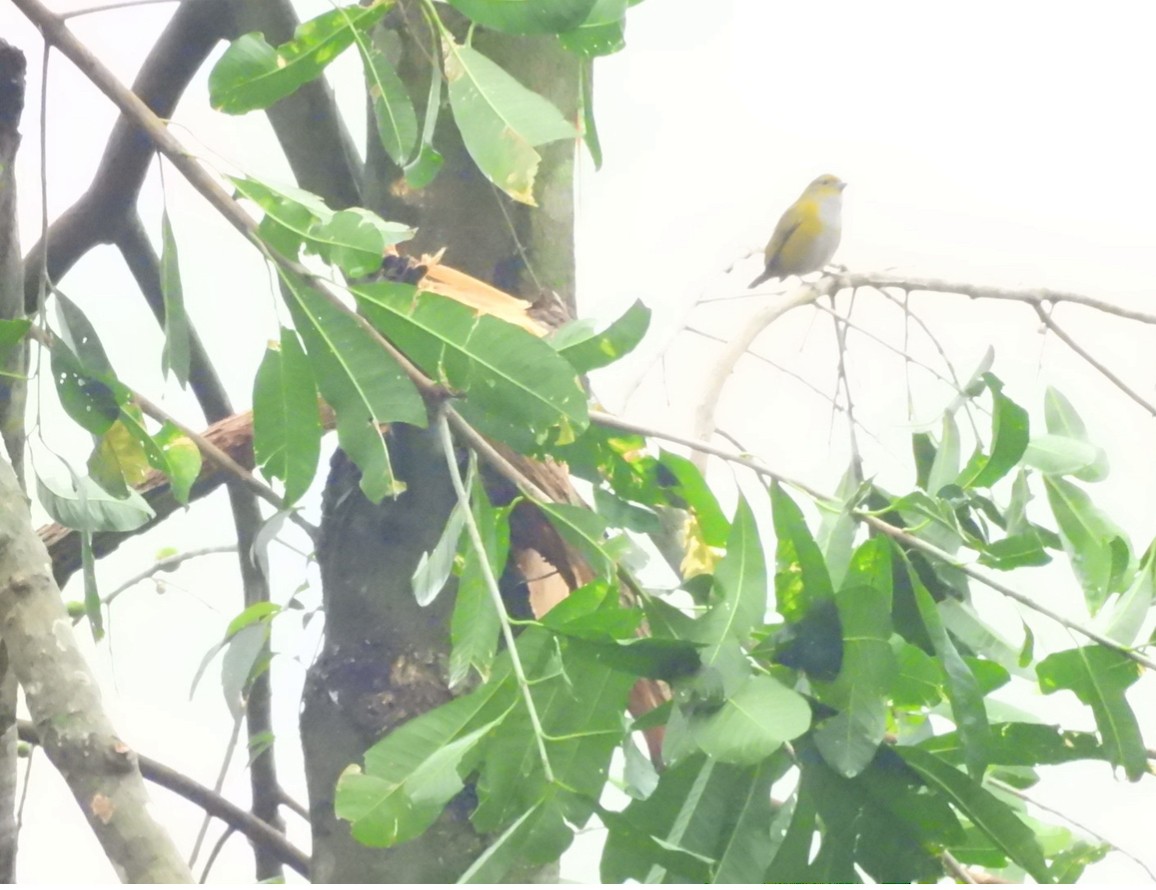 Purple-throated Euphonia - ML638119747