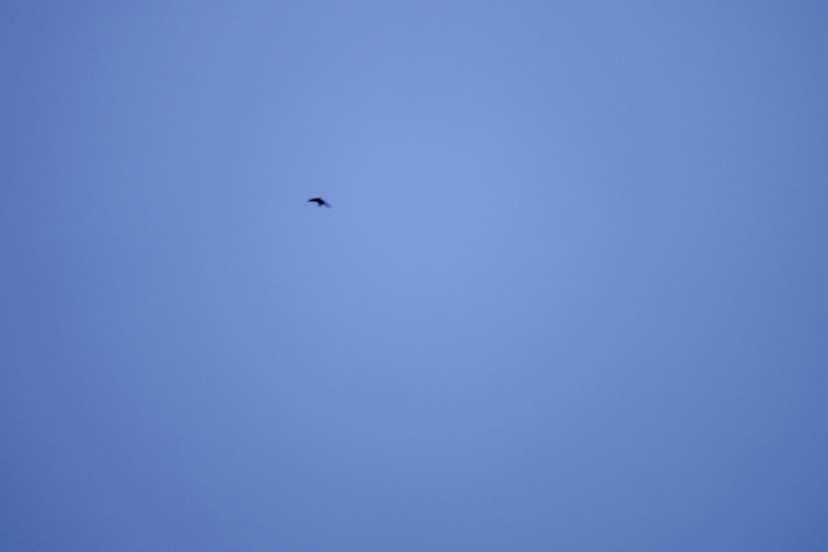 Vaux's Swift - ML638119757