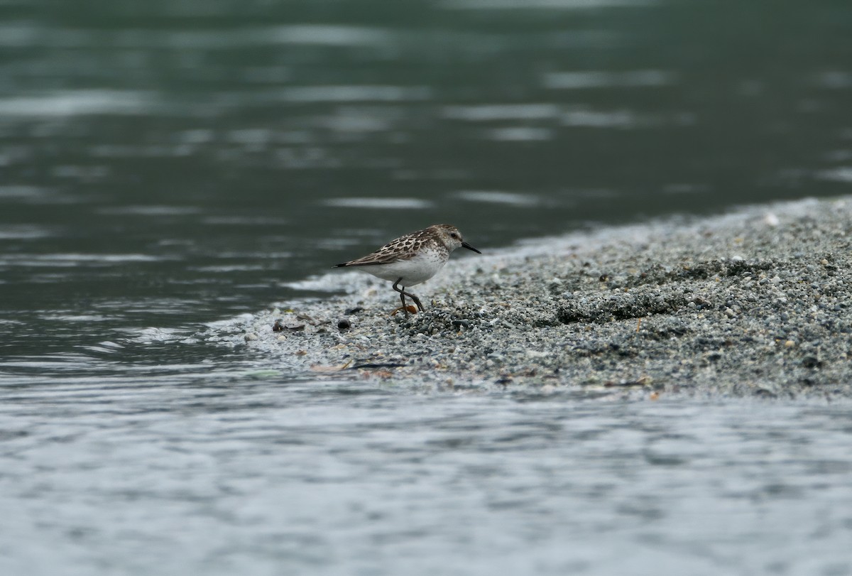 Semipalmated Sandpiper - ML638119760