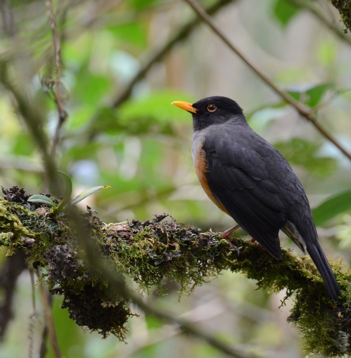 Chestnut-bellied Thrush - ML638119761