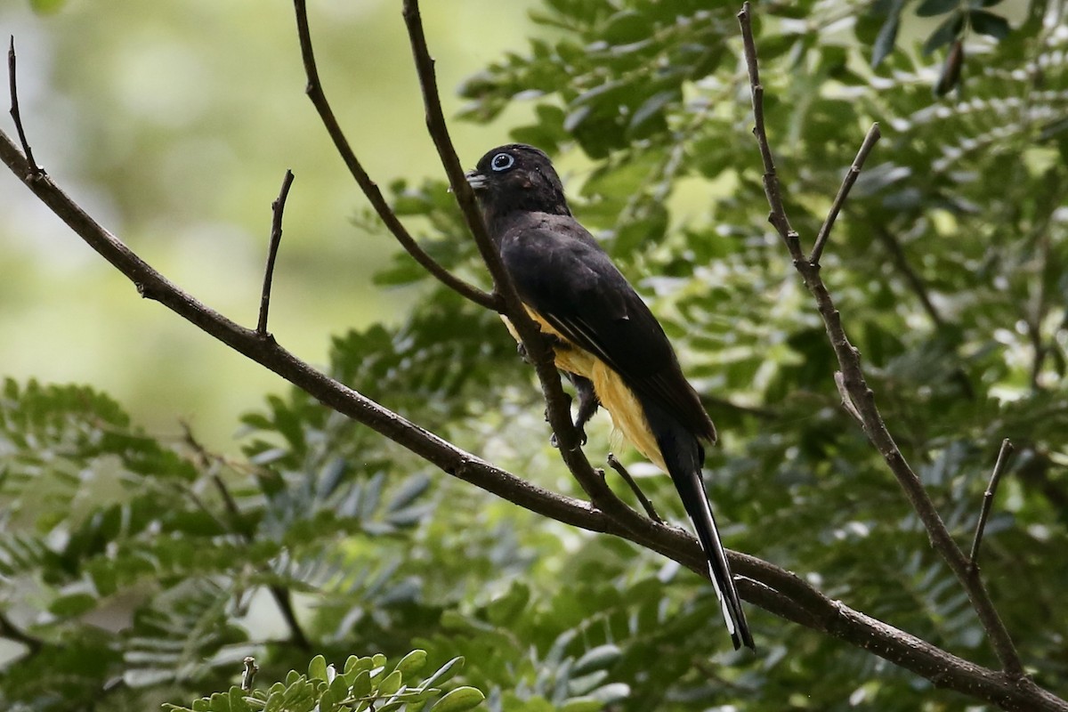 Kara Başlı Trogon - ML638119762