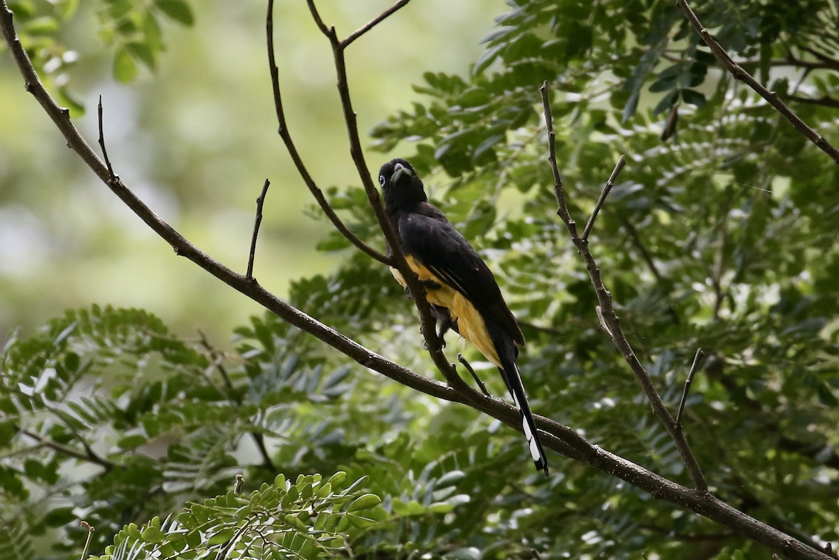 Kara Başlı Trogon - ML638119763