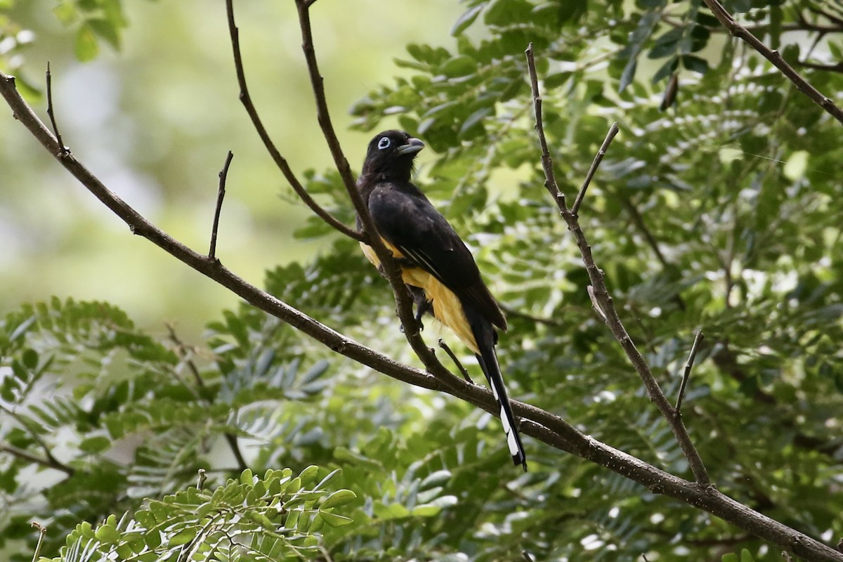 Kara Başlı Trogon - ML638119764