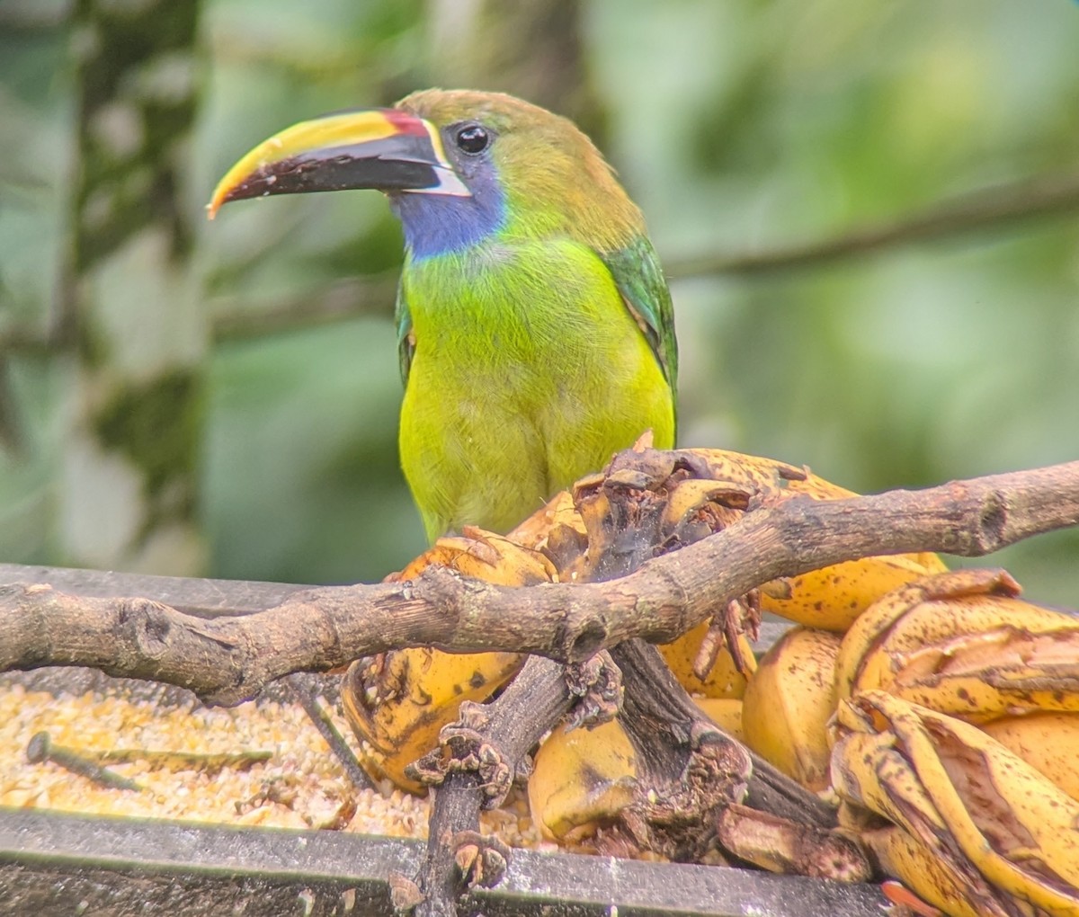 Northern Emerald-Toucanet - ML638119866