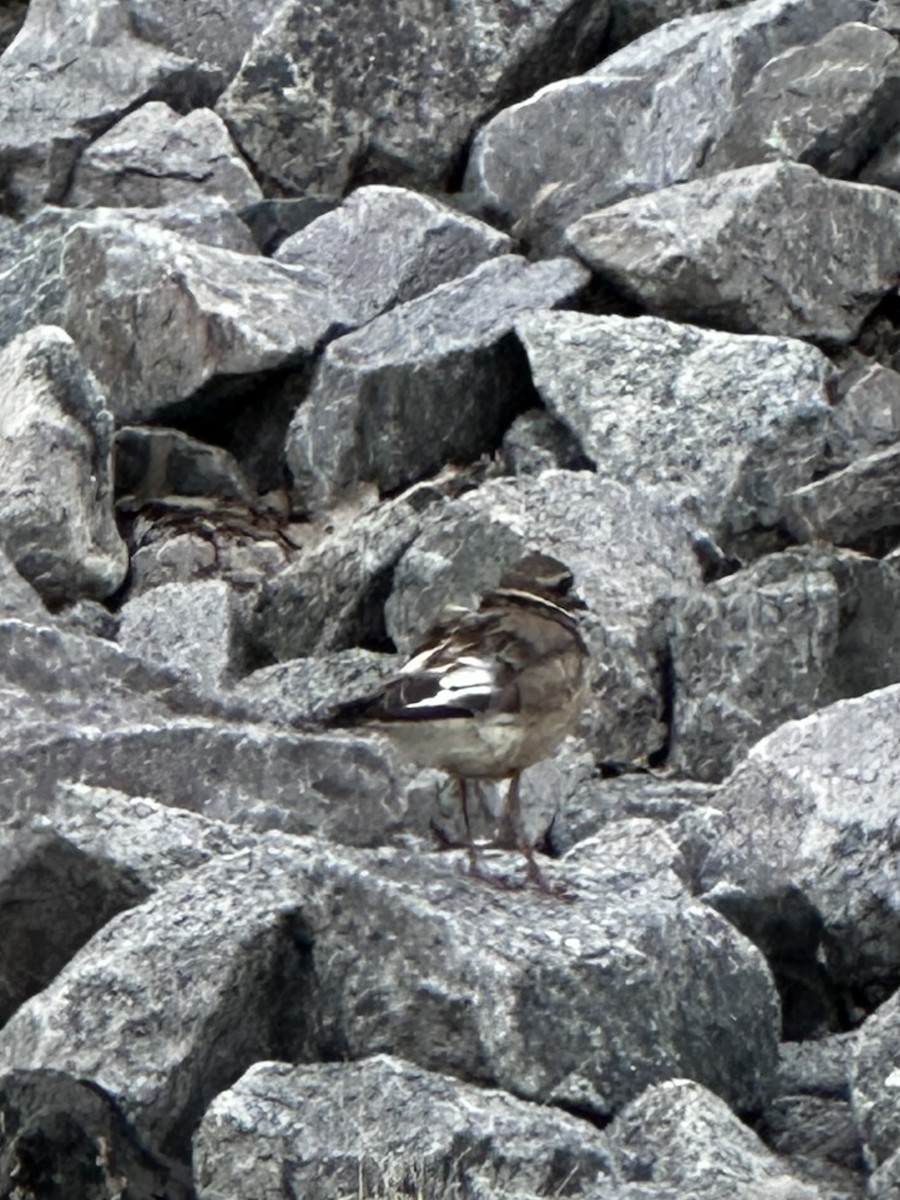Killdeer - ML638119909