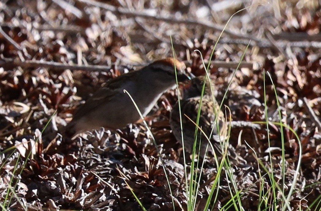 Chipping Sparrow - ML638119911