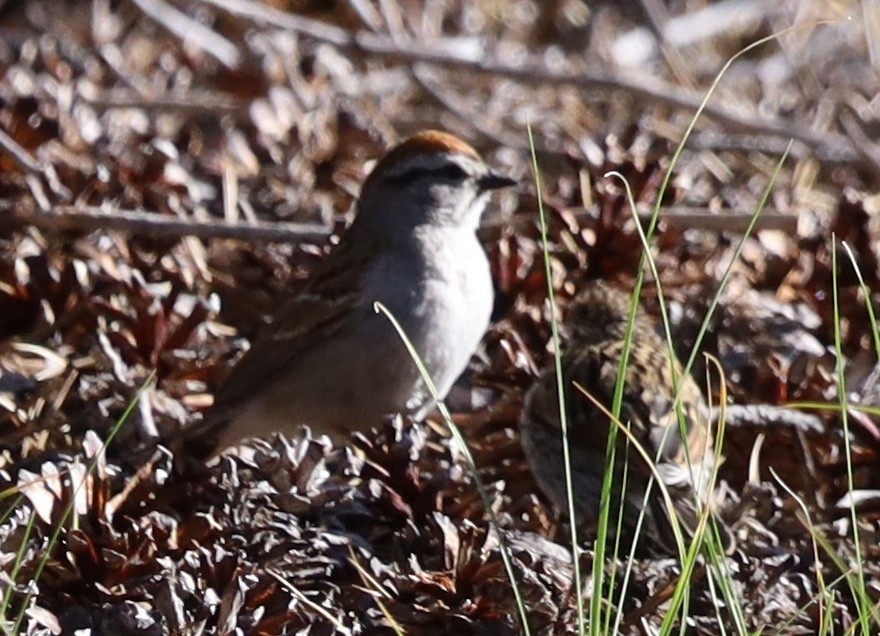 Chipping Sparrow - ML638119914