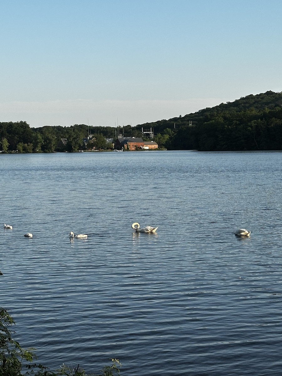 Mute Swan - ML638119926