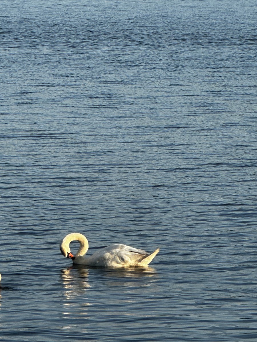Mute Swan - ML638119927